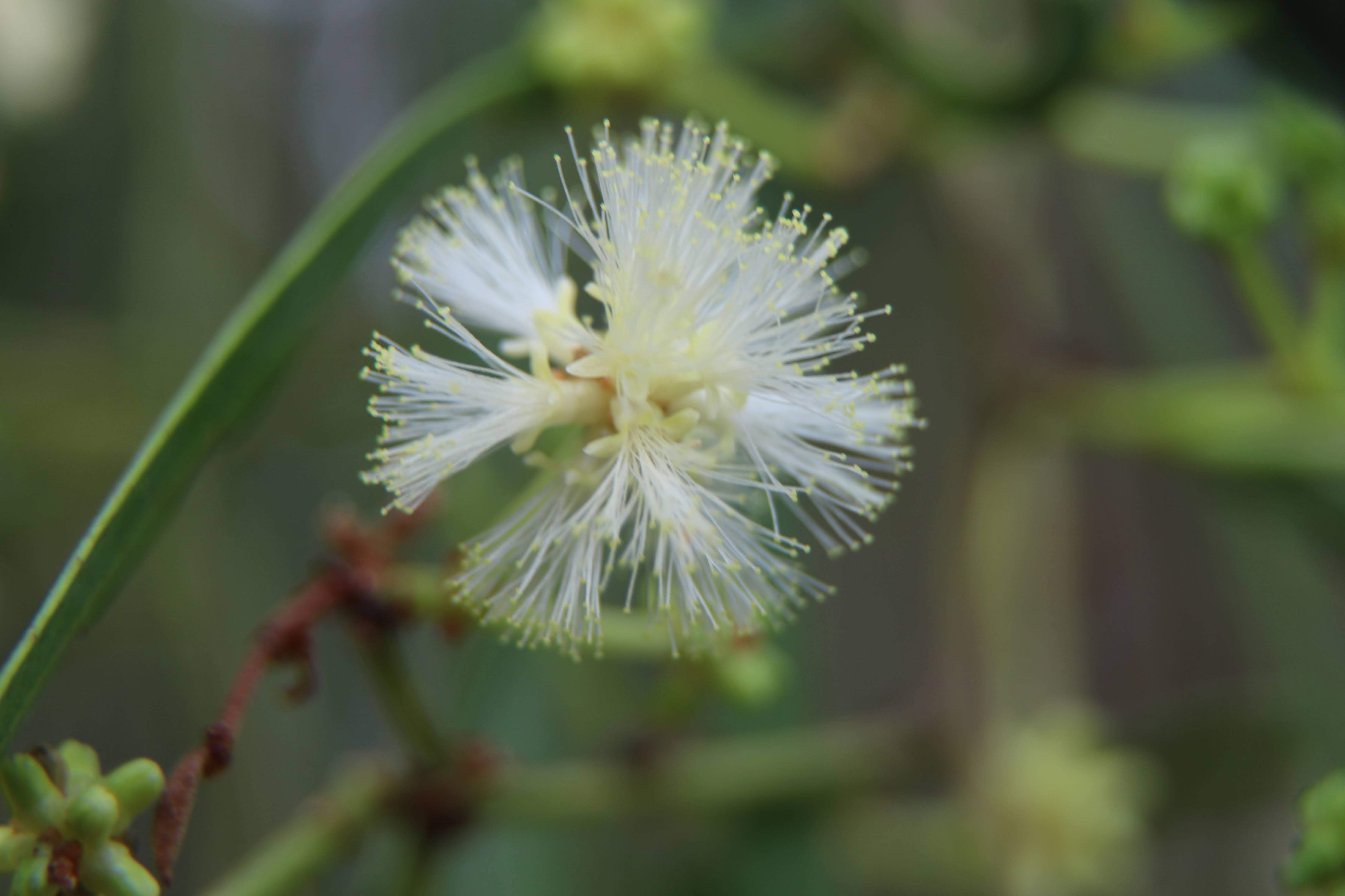 acacia